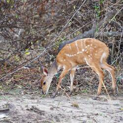 Glücklicher Bushbuck