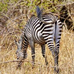Glückliches Zebra...
