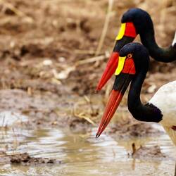 Glückliche Herr und Frau post-it Störche (Saddle-billed stork)