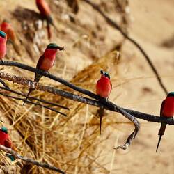 Glückliche Carmine Bee Eaters