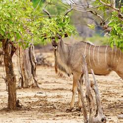 Glückliches Kudu hat die Haare schön