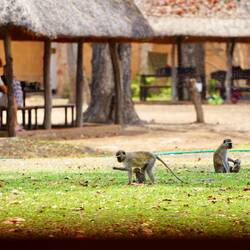 Glückliche Monkeys mit frechen Kids