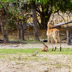 Glückliches Mami mit Baby Impala