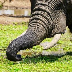 Glücklicher Elefant