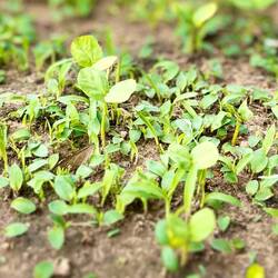 Plötzlich spriesst grün aus dem sandigen Boden