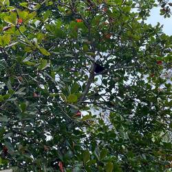 Brüllaffen Suchbild