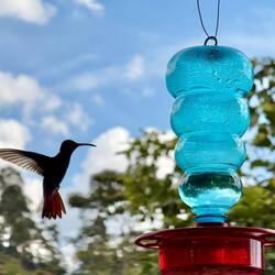 Kolibri am Sirup-Feeder