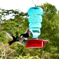 Skeptisch mit Booby am Feeder