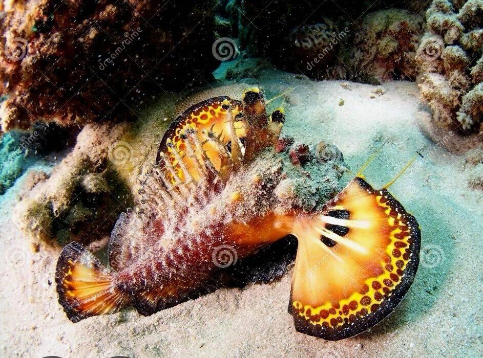 Let me introduce you Mr. Red Sea Walkman 😎😎😎!