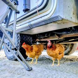 Die fühlen sich wohl. Übernachtungsplatz Playa de Flores