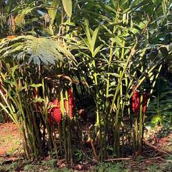 Wird hier in CR als Shampoo verwendet