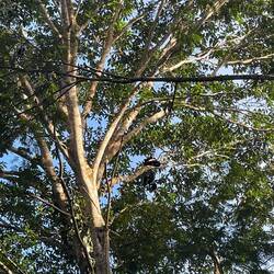 Kapuzineräffchen mit Mama