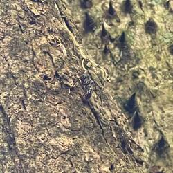 Riesenameise - sehr schmerzhaft