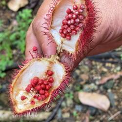 Achiote - wird für Medizin, Kosmetik und Lippenstift verwendet