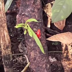 Sehr giftiger roter Frosch