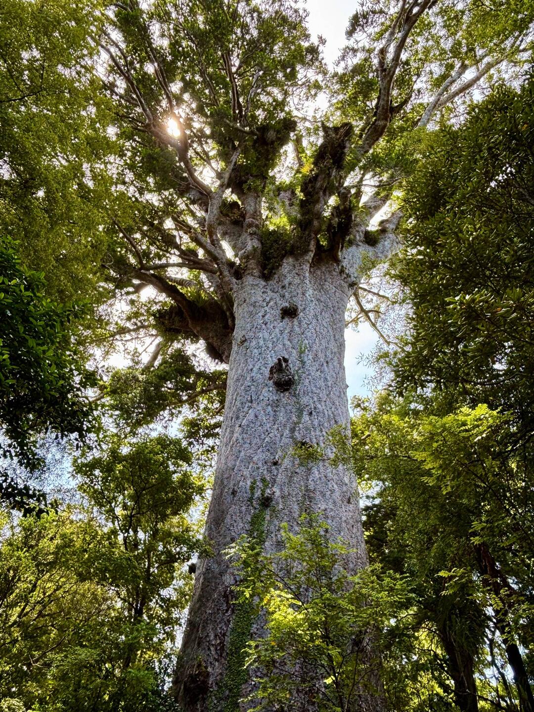 Tane Mahuta - höchster Kauri