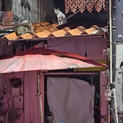 Und die Katzen beobachten mich in meiner Unterkunft.