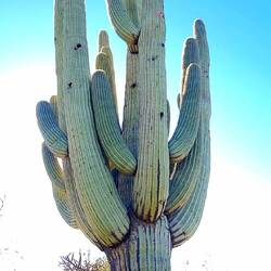 Das war der grösste Saguaro