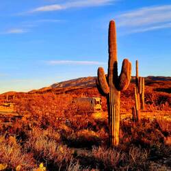 Umgeben von Saguaros