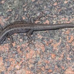 White skink