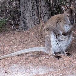 Am Parkplatz, Wineglass Bay
