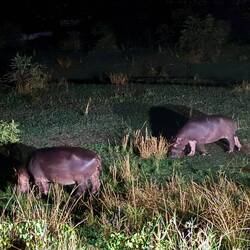 Mehr Hippos auf Pool Suche 😉
