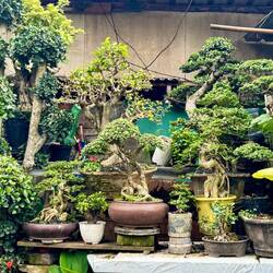 Indonesians love their bonsai. Malang flower market.