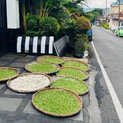 Drying chives and rice by the side of the road