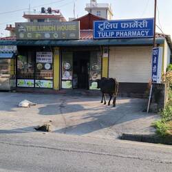 Is the cow heading for the pharmacy?