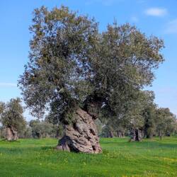 Olive oil - 40% of Italy's production comes from Puglia 🫒