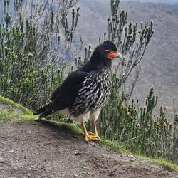 Unterwegs einen Streifenkarakara getroffen