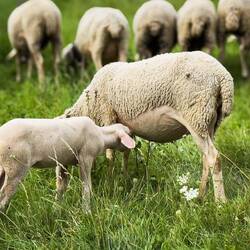 Feeding time for this little lamb ... at the entrance to town — Gruyères, Switzerland.