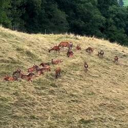 A herd of Red Deer in the pasture below the town — Gruyères, Switzerland.