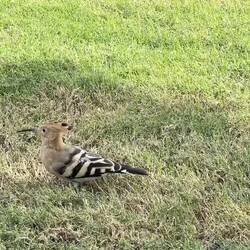 Ein Wiedehopf bei der Arbeit