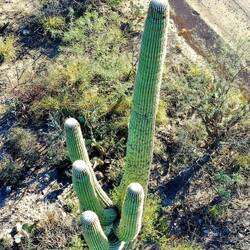 Auch von oben stachelig🤣