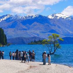 Wanaka Baum