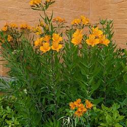 Ein Lichtblick- Inkalilien