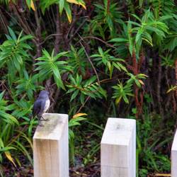 A little South Island Robin