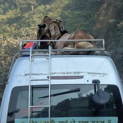 Die Platzkarten für Ziegen sind meist nur Holzklasse und so müssen sie auf dem Dach mitfahren