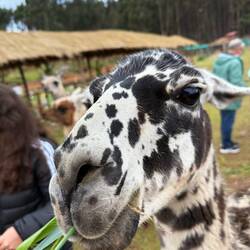 Paul M. war zur Schur und deshalb abwesend. Aber hier kommt: "Angelika...