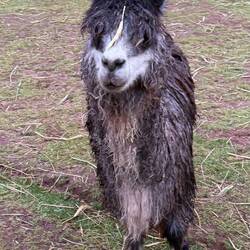 "Mr. Brown-Eyes-never-lie!" John L.