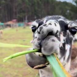 "...lässt keinen Star in Ruhe!" (frei nach Udo Lindenbergs' Angelika)