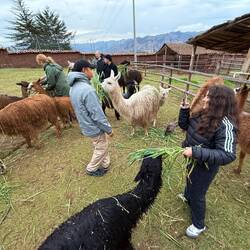 Als Abschluss des Tages noch ein Besuch bei Mr.& Mrs. Alpaka.