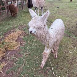 Alpaka Beatles'. Hier: Ringo S.