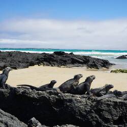Die Iguanas kämpfen um den besten Sonnenplatz.