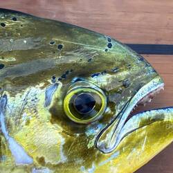 Mehr als einmal ein Mahi mahi 🐠