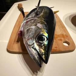 Ein kleiner Thunfisch 🐟