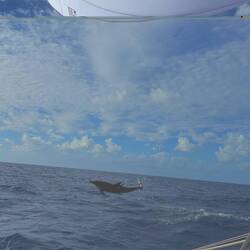 Und er hat uns eine Riesen-Show geboten! 🐬