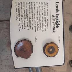 Die Wahrheit Joshua Tree ist kein Tree, ist ne Argave.