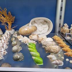 Amazing shell collection